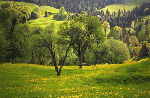 spring meadow